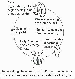 Grub Life Cycle Chart