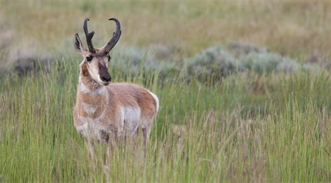 About Us - Jackson Hole Wildlife Safaris