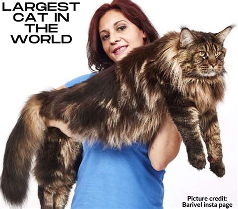 Maine Coon Size | The Largest Breed Of Domestic Cat