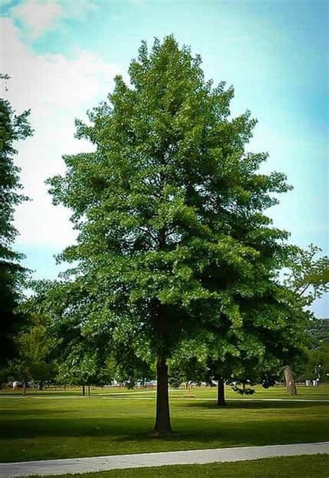 Pin Oak Trees are large oak trees known for their fantastic height and ...