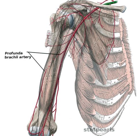 Anatomy, Shoulder and Upper Limb, Profunda Brachii Artery - StatPearls ...