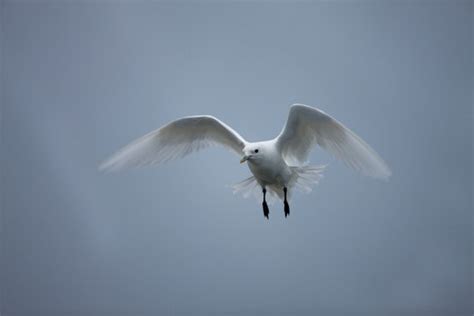 "Ivory Gull" Images – Browse 360 Stock Photos, Vectors, and Video ...