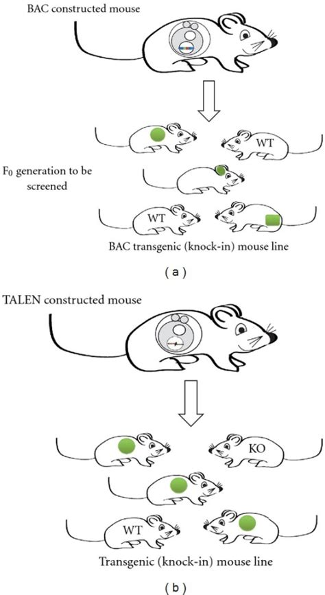 Generation of new mouse lines through BAC transgenesis | Open-i