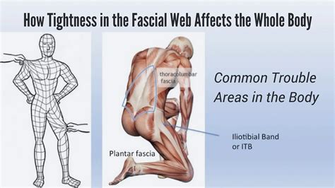 Shoulder Anatomy 101: A Yogi's Beginner Guide to the Shoulder Girdle ...