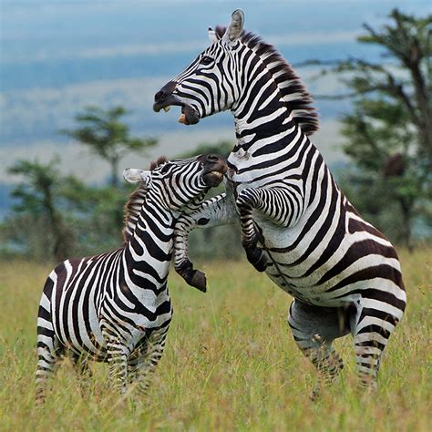 Zebras Fighting | Sean Crane Photography