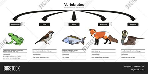 Vertebrates Image & Photo (Free Trial) | Bigstock