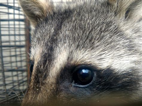 Professional Raccoon Removal — Wildlife Company LLC