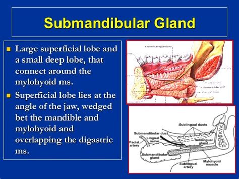 Salivary glands diseases