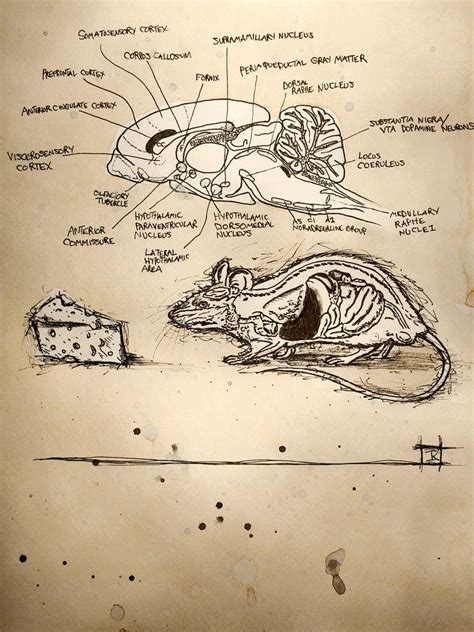 Rat Brain by JohnnyScorpio on DeviantArt