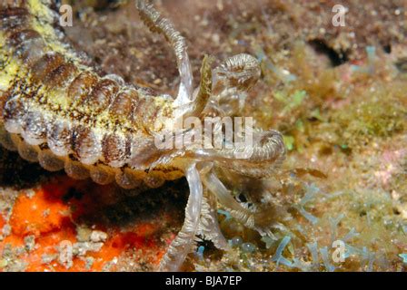 Tiger Tail Sea Cucumber, Holothuria thomasi, Florida Keys National ...