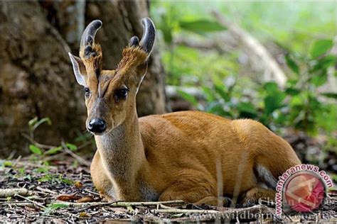 Kijang betina koleksi Kebun Binatang Surabaya mati - ANTARA News ...