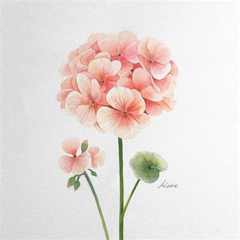 korean national flower drawing - Carly Custer