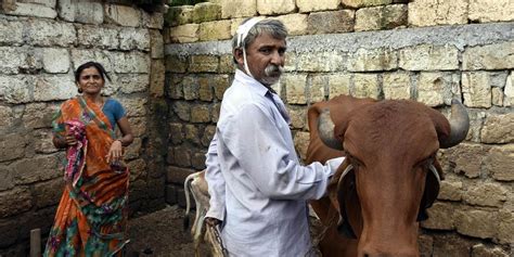 India’s Cow Vigilantes by Shashi Tharoor - Project Syndicate