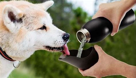 Dog Water Bottle Asobubottle.Com - Dog & Pet Water Bottle