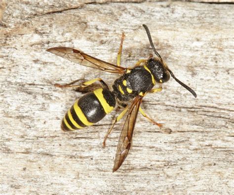 Ancistrocerus gazella solitary wasp larvae inside nesting cavity | nurturing nature