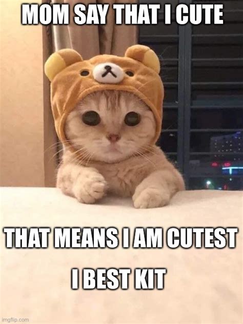 Cutest Cat - Imgflip