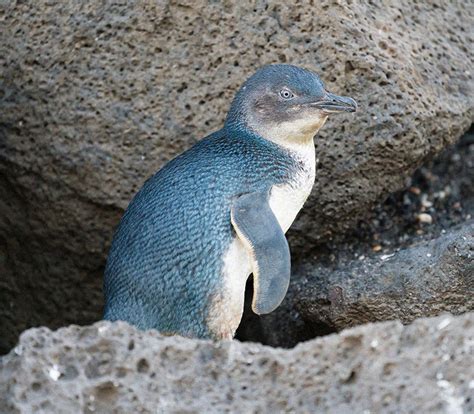 Penneshaw Little Penguin Wildlife Tours | Kangaroo Island