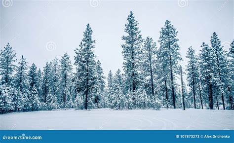 White Cold Frozen Winter Forest in Washington State Stock Image - Image ...