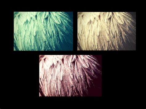 The Fascination for Ostrich Feathers