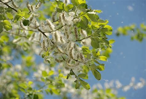 poplar, tree, garden, seeds, flying seeds, nature, plant, growth, beauty in nature, close-up ...