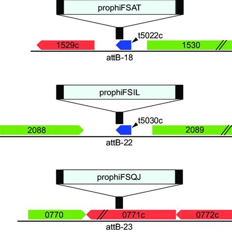 MabR prophage integration locations. The 3 integration schemes used by... | Download Scientific ...