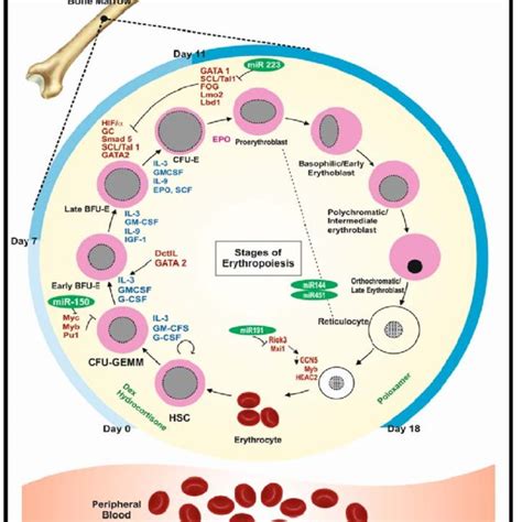 In vivo erythropoiesis: This schematic diagram represents the three... | Download Scientific Diagram