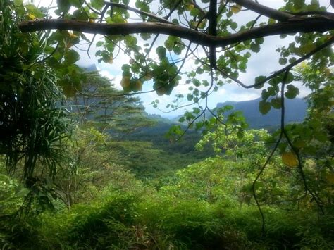 Three coconut trails hike on Moorea Rice Lake, Moorea, South Pacific, Tahiti, Hiking Trails ...