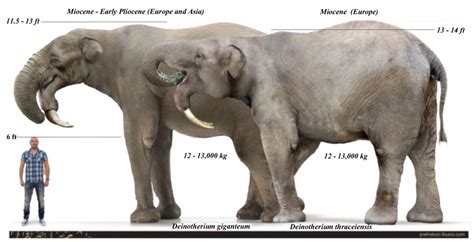 Size comparison of prehistoric Deinotherium to a human. Prehistoric Age, Prehistoric Creatures ...