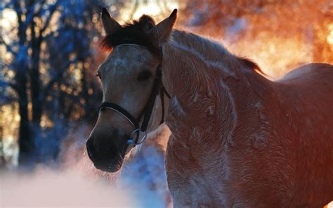 Winter Horse Wallpaper Desktop - WallpaperSafari