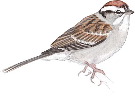 Chipping Sparrow - John Muir Laws | Sparrow drawing, Bird drawings, Sparrow art