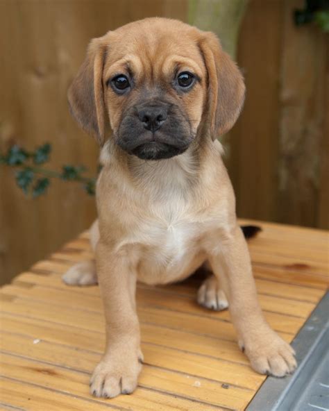 Puggle puppies for sale | Egham, Surrey | Pets4Homes