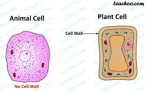 Important Points of Cell Wall - Chapter 8 Class 8 Cells - Notes