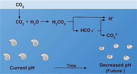 Ocean Acidification - The Knowledge Library