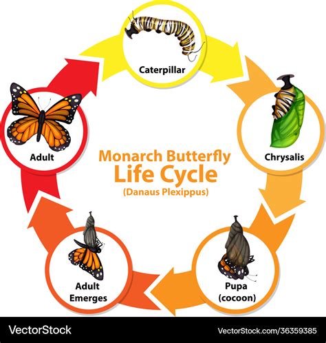 Diagram showing life cycle butterfly Royalty Free Vector