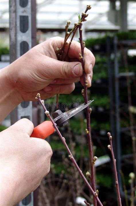 Peach tree pruning stock photo. Image of peach, topping - 14447382