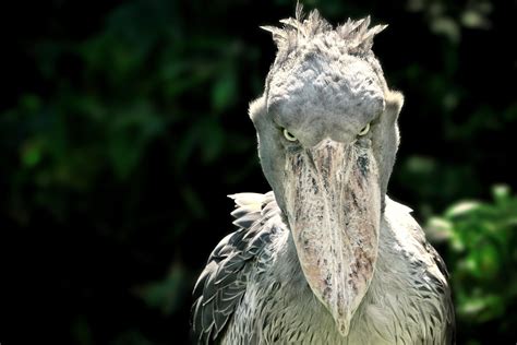 ‘The Most Terrifying Bird in the World’: Shoebill Stork Stands Up to ...