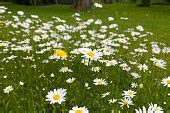 Free Oxeys daisies / Daisy Stock Photo - FreeImages.com