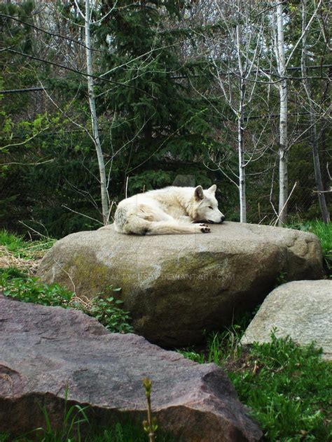 Great Plains Wolf Relaxing by SaltyPuppy on DeviantArt