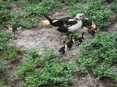 Muscovy Ducks – Yard to Table | Florida Hillbilly