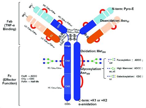 Schematic Structure of Infliximab. | Download Scientific Diagram