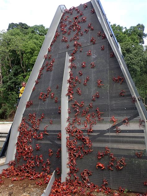 The 30 Best Ideas for Christmas island Crab Bridge - Home Inspiration | DIY Crafts | Birthday ...