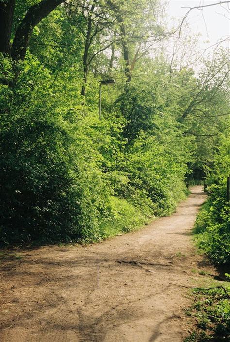 Green Trees and Brown Dirt Road · Free Stock Photo