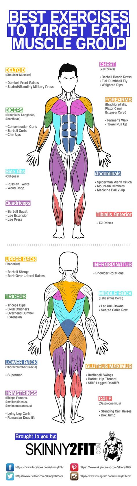 Best Exercises to Target Each Muscle Group | Exercise, Fitness body ...