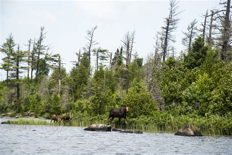 Boundary Waters Canoe Area Wilderness - Backcountry Hunters and Anglers