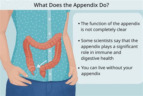 Appendix Location