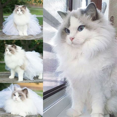 Best Ragdoll Cat Names: Unique and Cute Options for Your Pet - Cat Queries