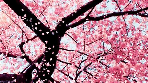 cherry blossoms cherry blossom gif | WiffleGif