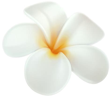 Plumeria Flower Transparent 14033667 PNG