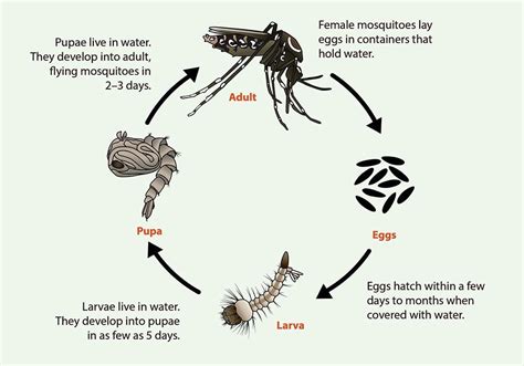 Do Mosquitoes Pollinate? All About Mosquito Pollination | Pollination Education