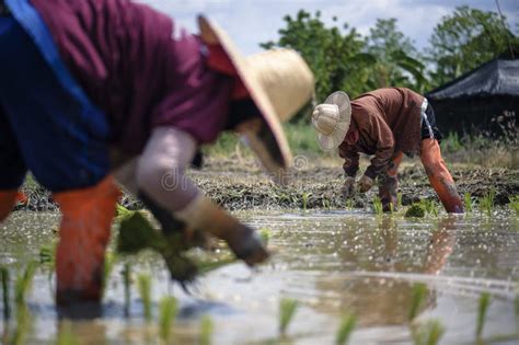 Farmers are Planting Rice in the Rainy Season in Thailand : Rural ...